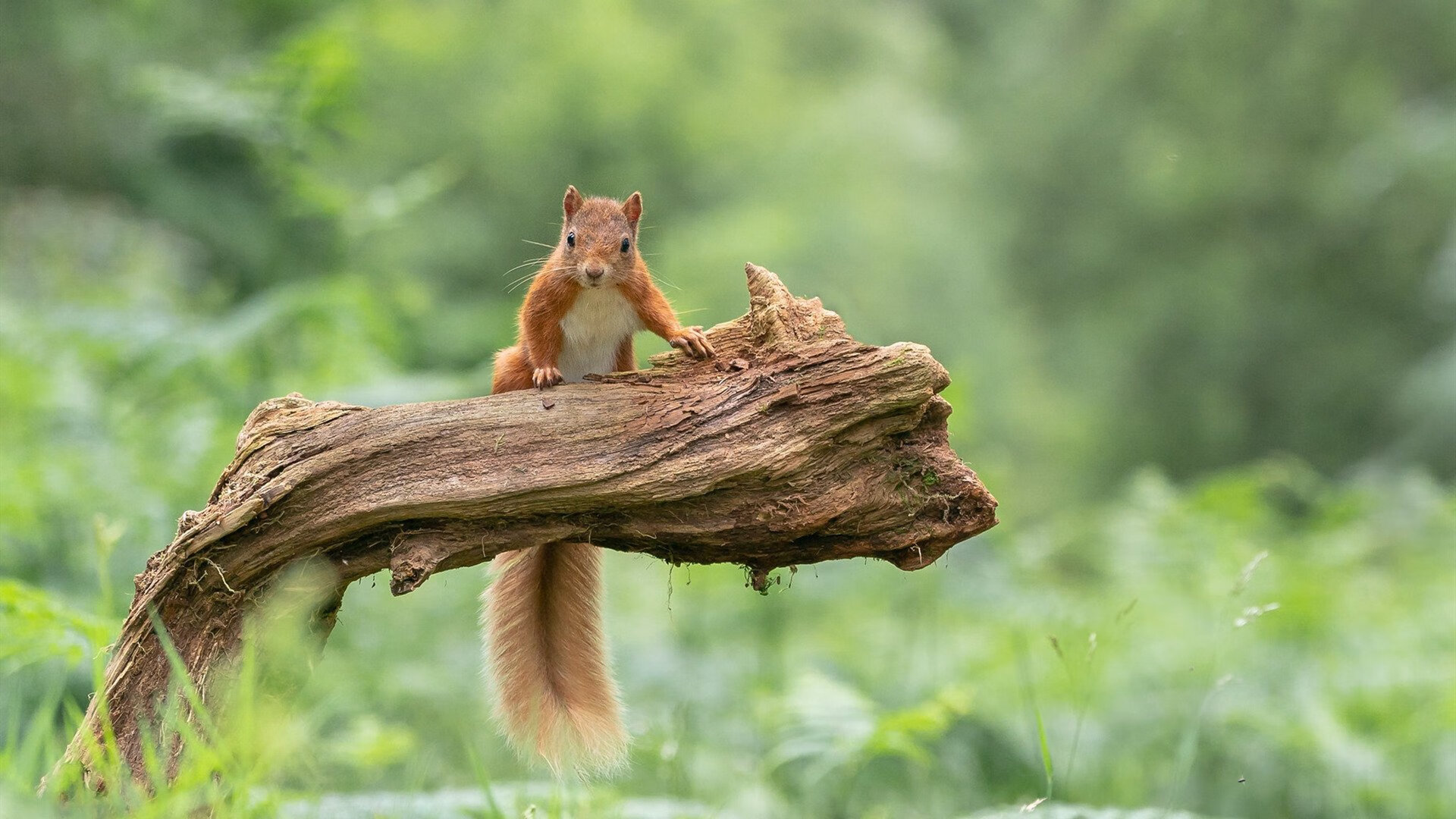 钢铁之躯咬碎狼群,灰熊加时鏖战力克森林狼,布伦森关键时刻展现大将之风
