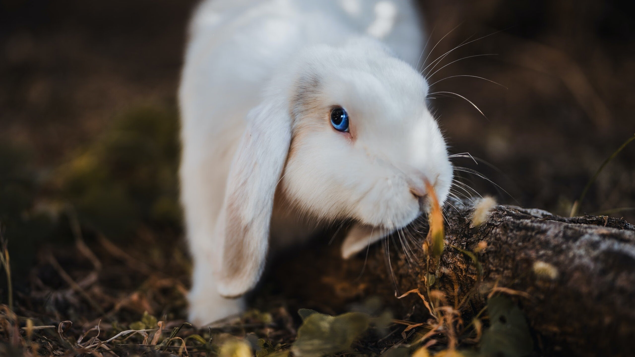 浓眉擎天柱,奥运周期关键战之夜,舞台越大他越强
