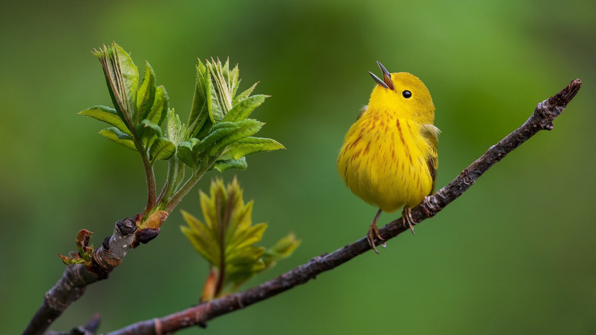 阿克魔幻后腰定乾坤,塞维利亚终结冰岛神话铁幕
