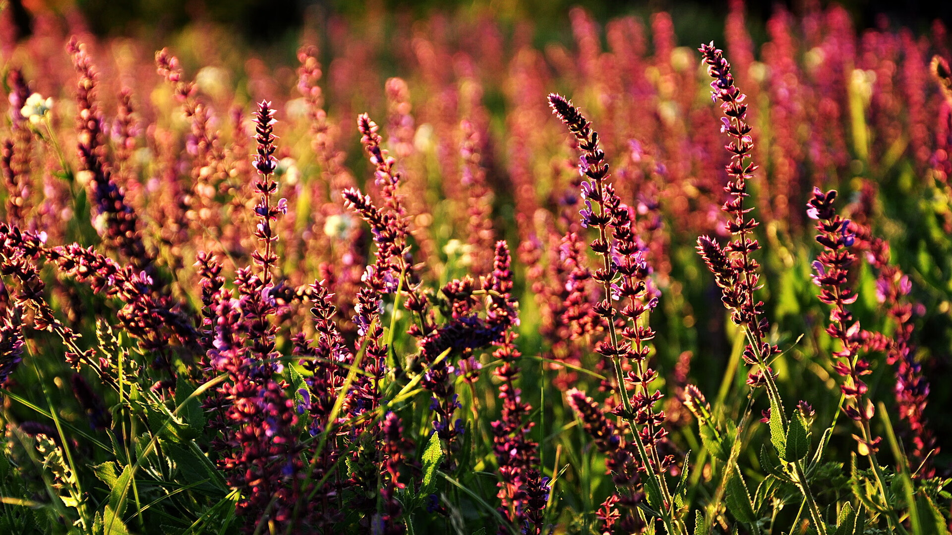 东瀛智慧与速度传奇，日本战术制服国际米兰，特奥街道赛接管F1战场