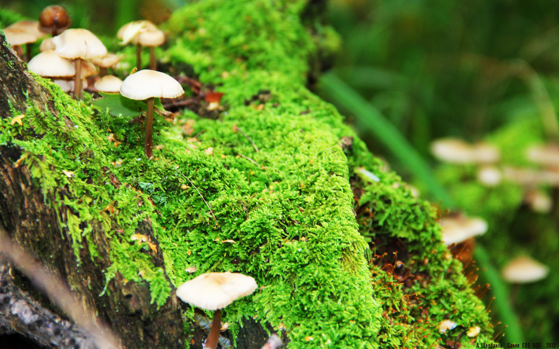 F1版图惊变,尼日利亚车手逆袭美国霸主,改写全球赛车叙事