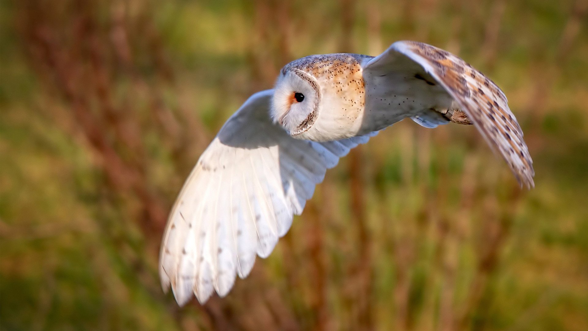 布克的手术刀，当个人英雄主义切开森林狼的钢铁森林