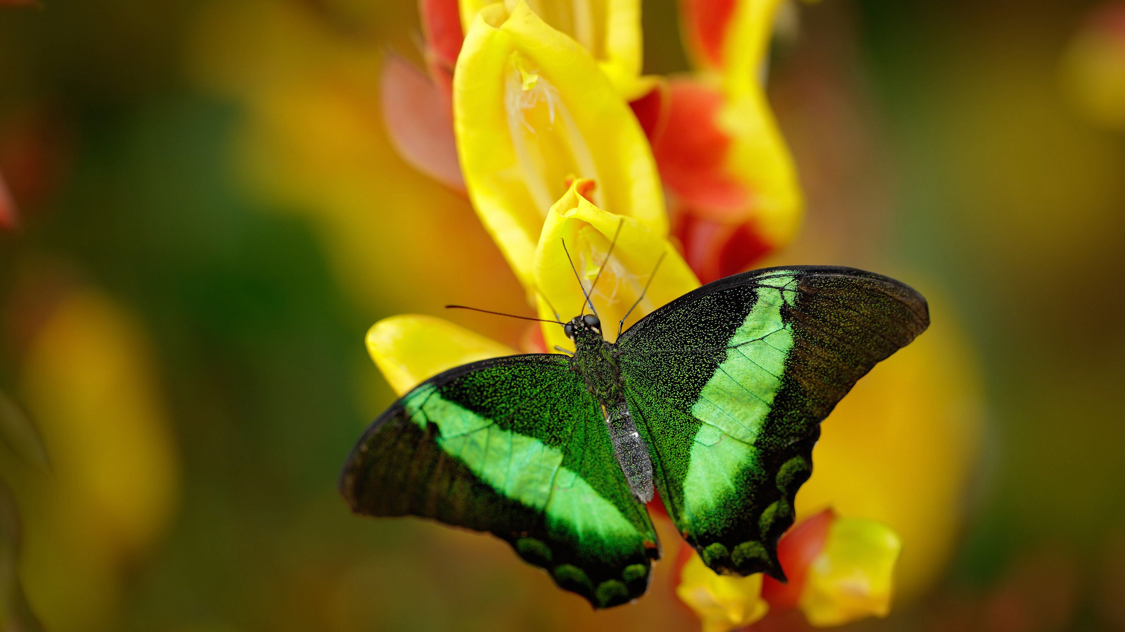 铁血混凝土！深圳队欧冠半决赛用窒息防守锁死鹈鹕